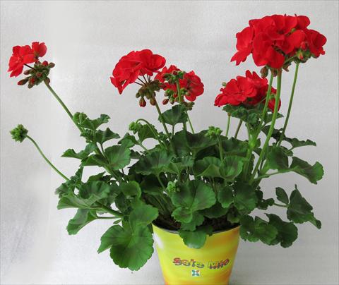 photo of flower to be used as: Pot, bedding, patio Pelargonium zonale Sole Mio® Red