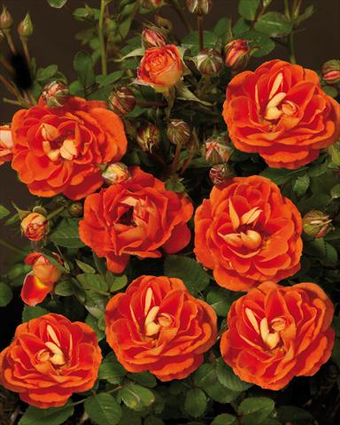 photo of flower to be used as: Bedding / border plant Rosa paesaggistica Towne&Country® Basic Cover