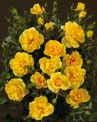photo of flower to be used as: Bedding / border plant Rosa paesaggistica Towne&Country® Golden Cover