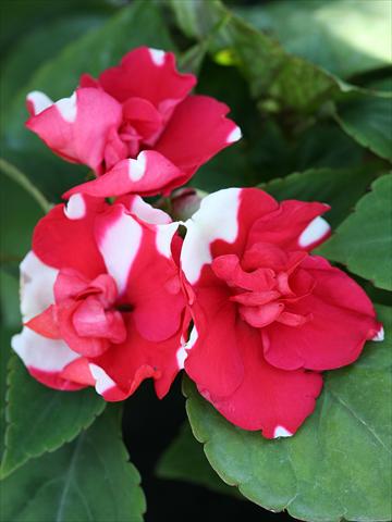 photo of flower to be used as: Bedding / border plant Impatiens walleriana Athena Red Flash