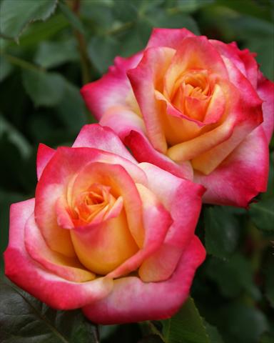 photo of flower to be used as: Bedding / border plant Rosa polyantha Castle/Palace® Atalya