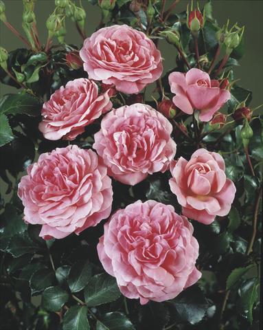 photo of flower to be used as: Bedding / border plant Rosa polyantha Castle/Palace® Bernstoff