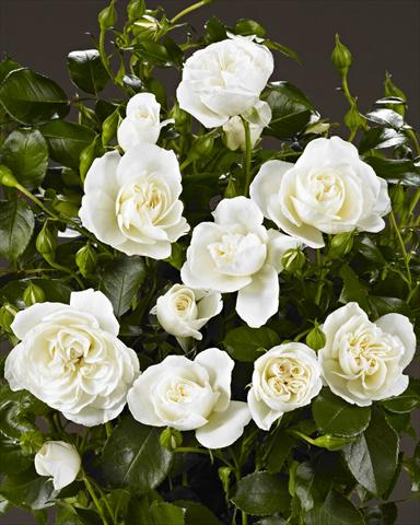 photo of flower to be used as: Bedding / border plant Rosa polyantha Castle/Palace® Kailani