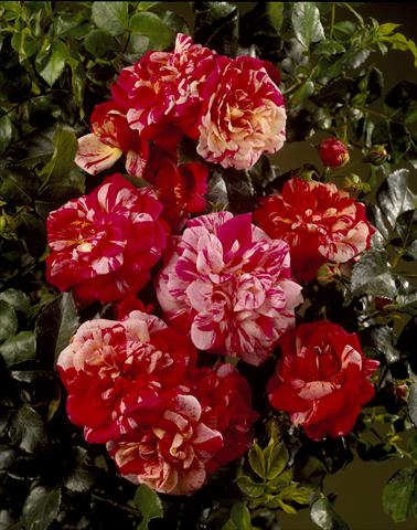 photo of flower to be used as: Bedding / border plant Rosa rampicante Courtyard® Twist