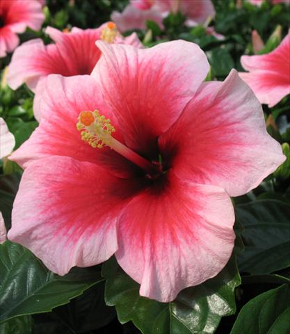 photo of flower to be used as: Pot and bedding Hibiscus rosa-sinensis Camelia