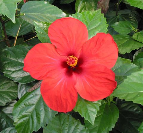 photo of flower to be used as: Pot and bedding Hibiscus rosa-sinensis Dark Casino