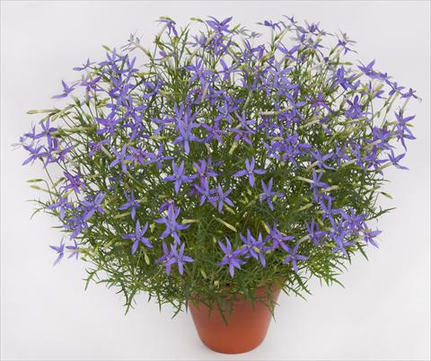 photo of flower to be used as: Pot and bedding Laurentia pac® Blue