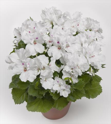 photo of flower to be used as: Patio, pot Pelargonium grandiflorum pac® Aristo White
