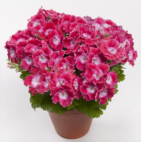 photo of flower to be used as: Pot Pelargonium grandiflorum pac® Bermuda Cherry