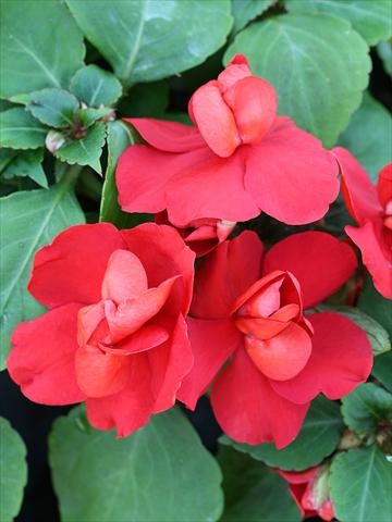 photo of flower to be used as: Bedding / border plant Impatiens walleriana Athena Red