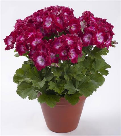 photo of flower to be used as: Pot Pelargonium grandiflorum pac® Bermuda Dark Red