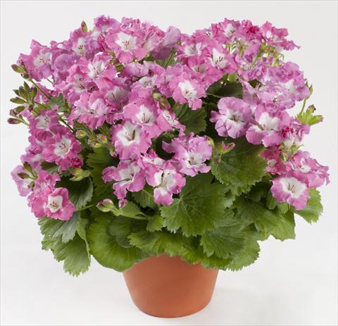 photo of flower to be used as: Patio, pot Pelargonium grandiflorum pac® Bermuda Pink