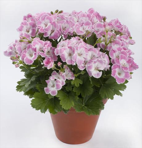 photo of flower to be used as: Pot Pelargonium grandiflorum pac® Bermuda Soft Pink