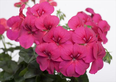 photo of flower to be used as: Pot, patio, basket Pelargonium peltatum pac® Happy Face Purple