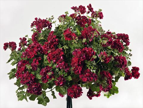 photo of flower to be used as: Pot, patio, basket Pelargonium peltatum pac® Mary