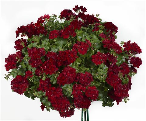photo of flower to be used as: Pot, patio, basket Pelargonium peltatum pac® Sally