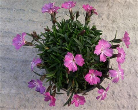photo of flower to be used as: Bedding pot or basket Dianthus Garden Dark Pink