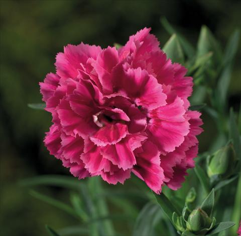 photo of flower to be used as: Basket / Pot Dianthus Sublime Bicolor Red Rose