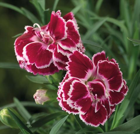 photo of flower to be used as: Basket / Pot Dianthus Sublime Red White Bicolor