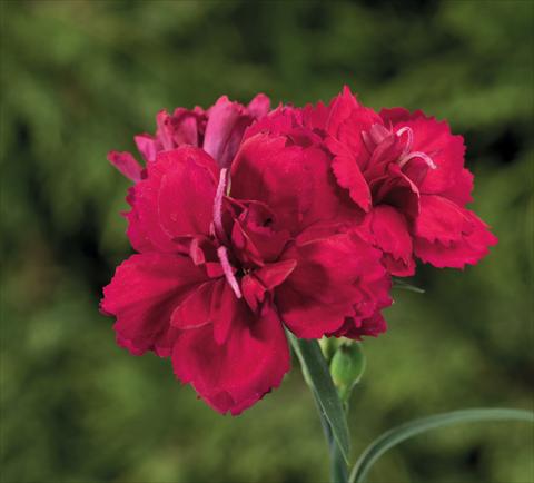 photo of flower to be used as: Basket / Pot Dianthus Sublime Red