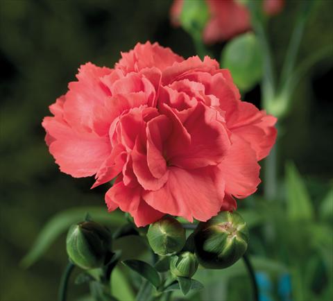 photo of flower to be used as: Basket / Pot Dianthus Sublime Salmon
