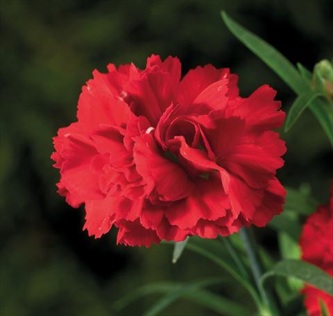 photo of flower to be used as: Basket / Pot Dianthus Sublime Scarlet