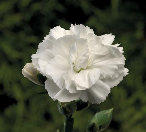 photo of flower to be used as: Basket / Pot Dianthus Sublime White