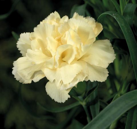 photo of flower to be used as: Basket / Pot Dianthus Sublime Yellow
