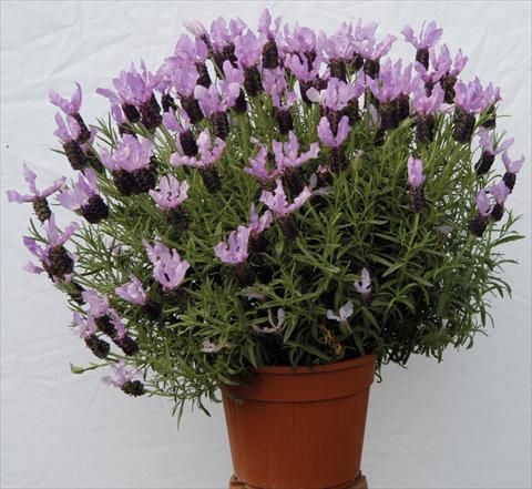 photo of flower to be used as: Pot and bedding Lavandula stoechas Lavinia Blue