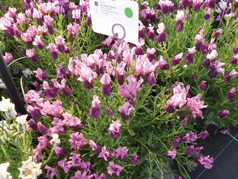 photo of flower to be used as: Pot and bedding Lavandula stoechas Lavinia Compact Dark Pink