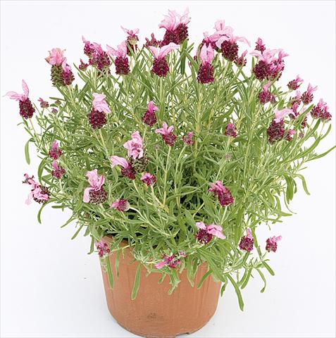 photo of flower to be used as: Pot and bedding Lavandula stoechas Lavinia Compact Pink