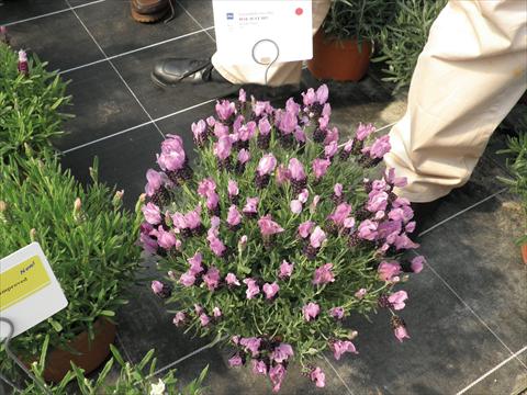 photo of flower to be used as: Pot and bedding Lavandula stoechas Lavinia Compact Purple-Blue