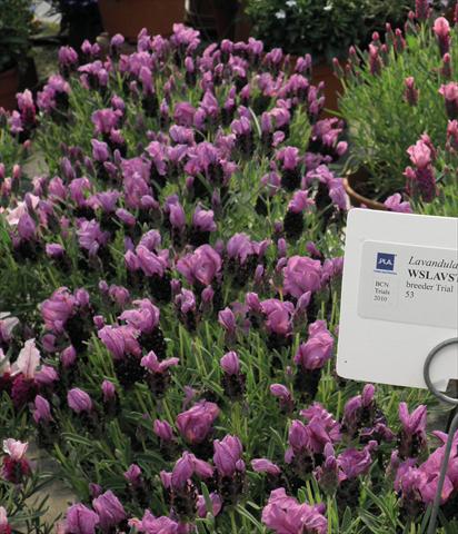 photo of flower to be used as: Pot and bedding Lavandula stoechas Lavinia Compact Purple