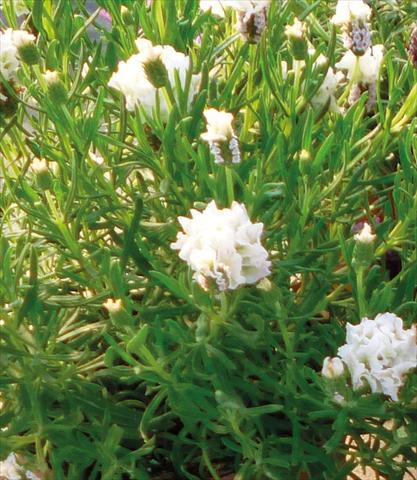 photo of flower to be used as: Pot and bedding Lavandula stoechas Lavinia Compact White