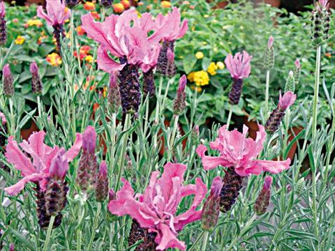 photo of flower to be used as: Pot and bedding Lavandula stoechas Lavinia Dark Pink