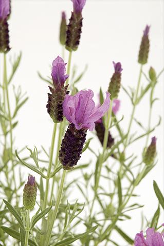 photo of flower to be used as: Pot and bedding Lavandula stoechas Lavinia Rose