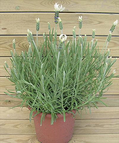photo of flower to be used as: Pot and bedding Lavandula stoechas Lavinia White