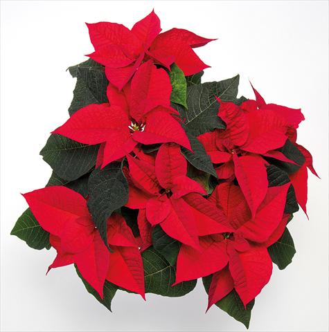 photo of flower to be used as: Pot Poinsettia - Euphorbia pulcherrima Brilliant Red