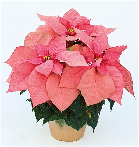 photo of flower to be used as: Pot Poinsettia - Euphorbia pulcherrima Jubilee Pink