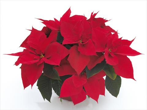 photo of flower to be used as: Pot Poinsettia - Euphorbia pulcherrima Premier Red