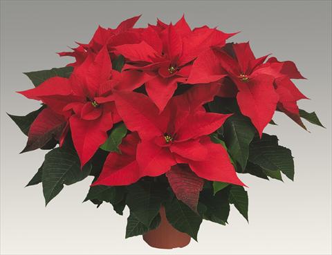 photo of flower to be used as: Pot Poinsettia - Euphorbia pulcherrima Prestige Red