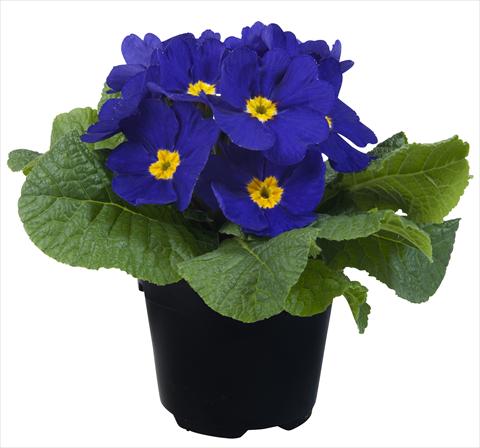 photo of flower to be used as: Pot and bedding Primula acaulis Paradiso Mid Early Blue