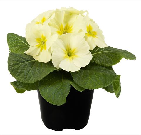 photo of flower to be used as: Pot and bedding Primula acaulis Paradiso Mid Early Lemon