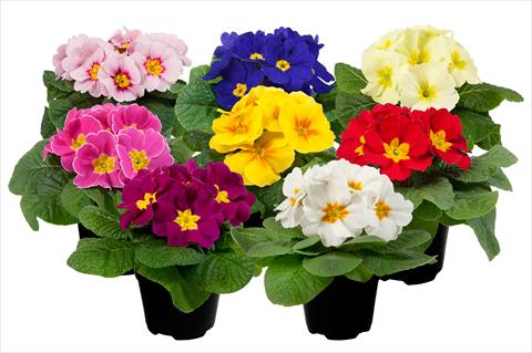 photo of flower to be used as: Pot and bedding Primula acaulis Paradiso Mid Early mini Mix 2013