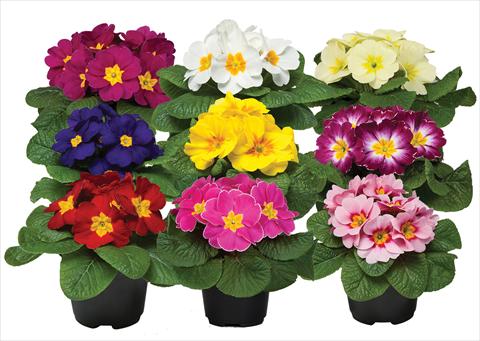 photo of flower to be used as: Pot and bedding Primula acaulis Paradiso Mid Early Mix