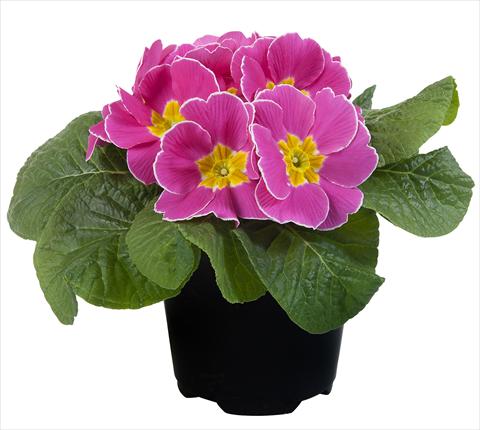 photo of flower to be used as: Pot and bedding Primula acaulis Paradiso Mid Early Pink with edge