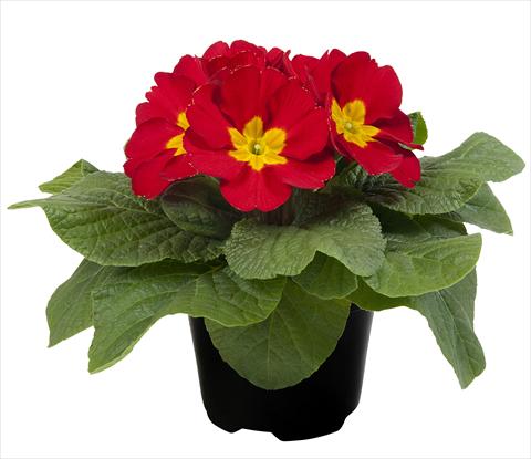 photo of flower to be used as: Pot and bedding Primula acaulis Paradiso Mid Early Red