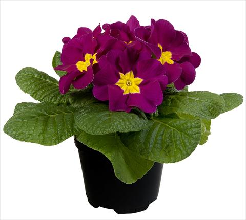 photo of flower to be used as: Pot and bedding Primula acaulis Paradiso Mid Early Violet