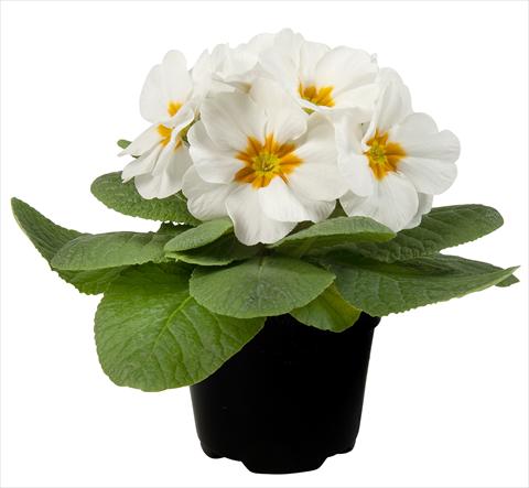 photo of flower to be used as: Pot and bedding Primula acaulis Paradiso Mid Early White