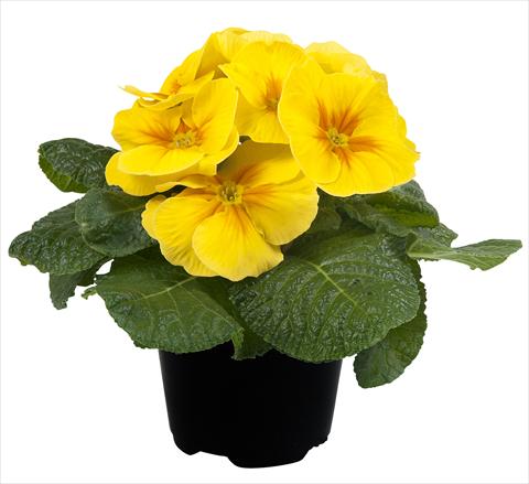 photo of flower to be used as: Pot and bedding Primula acaulis Paradiso Mid Early Yellow